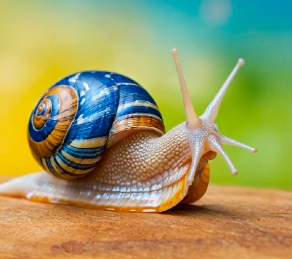 snail puns