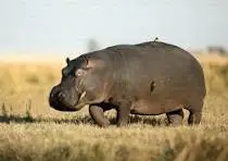 hippo-puns-🦛