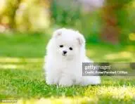 Read more about the article Who Let the Puns Out? 225 Puppy Puns You’ll Howl At For 2025
