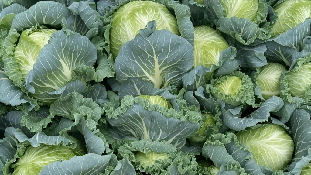cabbage puns