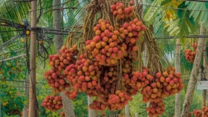 Read more about the article Lychee Puns | That Will Make Your Day Berry Sweet 2025