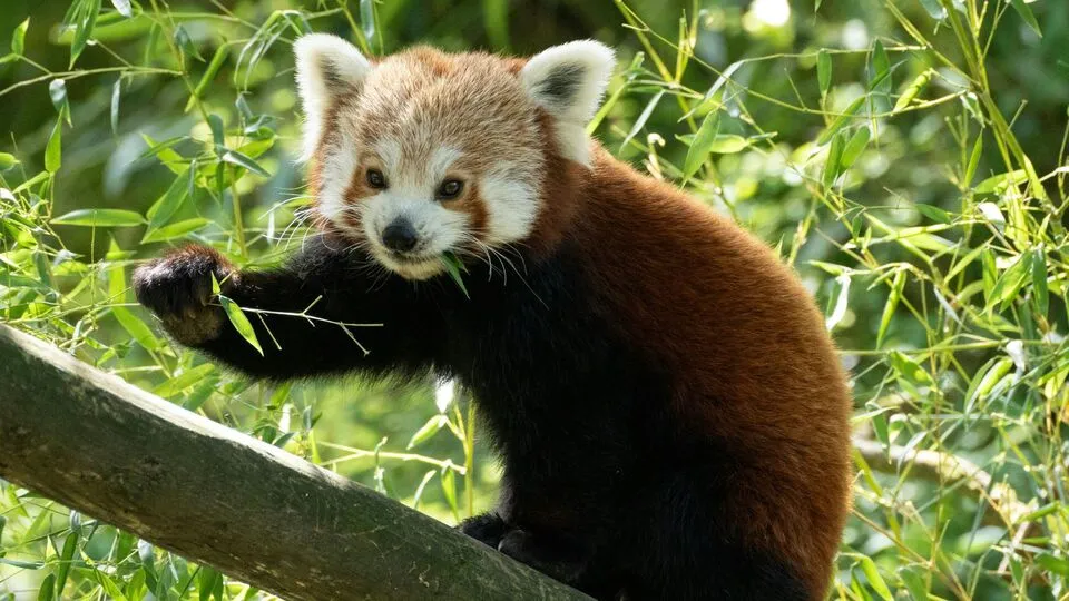 Animal Puns That Make You Smile