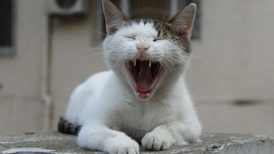 Best Cat Jokes That Make Everyone Laugh