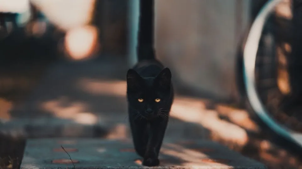 Clever Black-Themed Puns