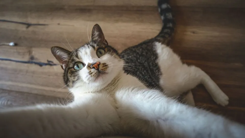 Short Cat Jokes for Quick Laughs