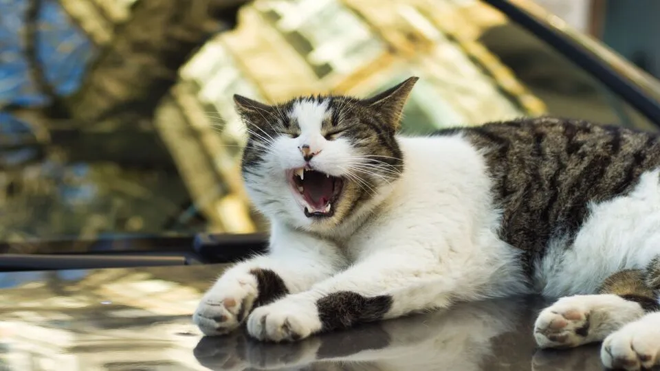 Silly Cat Humor for Social Media